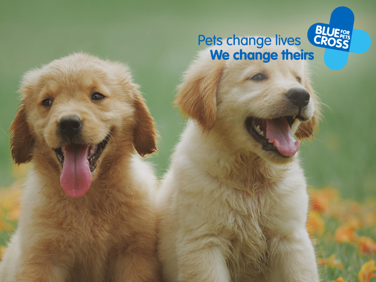 Story of  ‘Blue Cross’ – The game changer in animal care